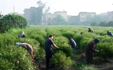 埃及的大花茉莉与锡兰的肉桂丨“美丽”工厂后的悲伤故事